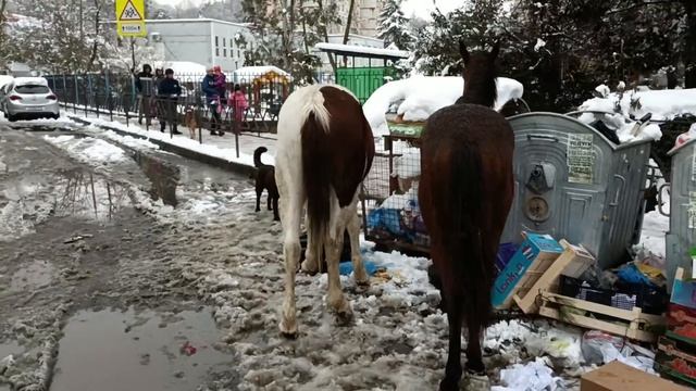 лошади кушают в Сочи, Адлер смотреть онлайн