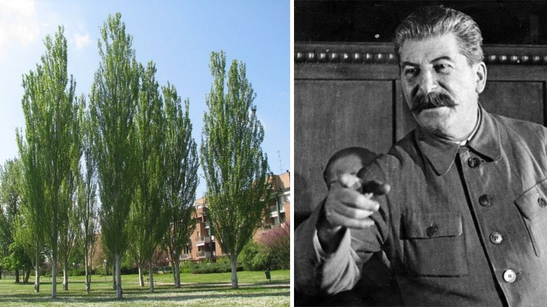 Проект «Тополь»: зачем в Советском Союзе каждый угол засаживали такими деревьями смотреть онлайн