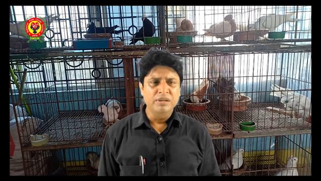 কবুতরের এ্যাবনরমালিটি ডিম, সমস্যা ও সমাধান (ছোট ডিম, বড় ডিম, খোষাছাড়া ডিম, পাতলা খোষাযুক্ত ডিম) смотреть онлайн