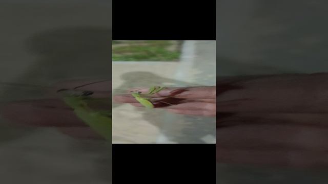 Нашел богомола! (секрет) они мне каждый день попадаются... смотреть онлайн