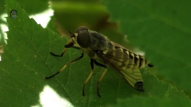 TAON des Boeufs/Femelle/Tabanus bovinus ! BRUITX смотреть онлайн