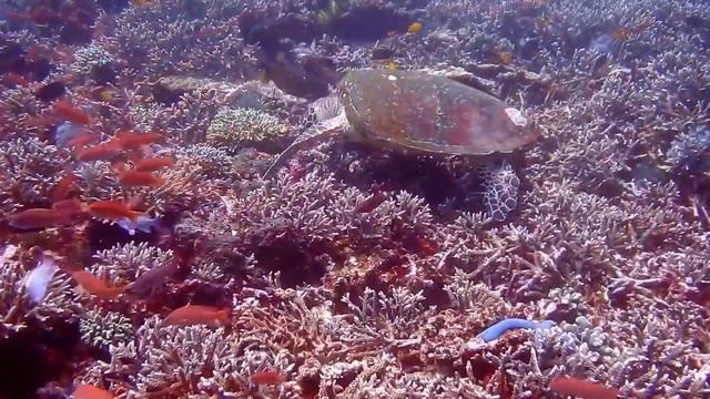 Perfect video for your baby! Best animals,pets and underwater world! смотреть онлайн