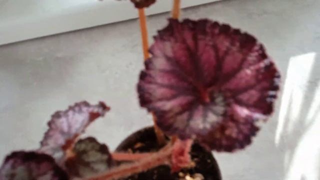 Мои декоративно-лиственные бегонии смотреть онлайн