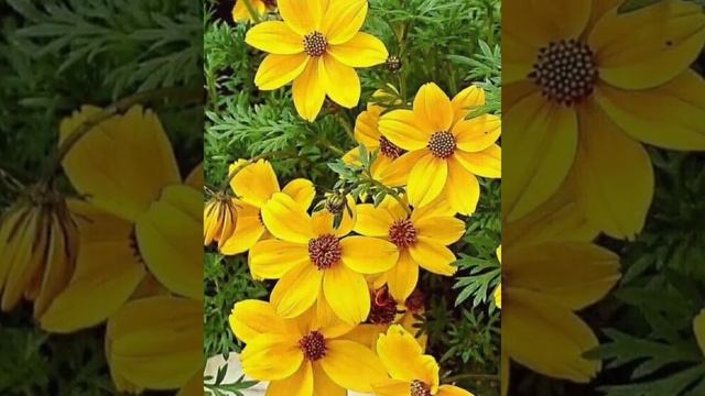 Привітання Зі Святом Пантелеймона цілителя. Музичне привітання. смотреть онлайн