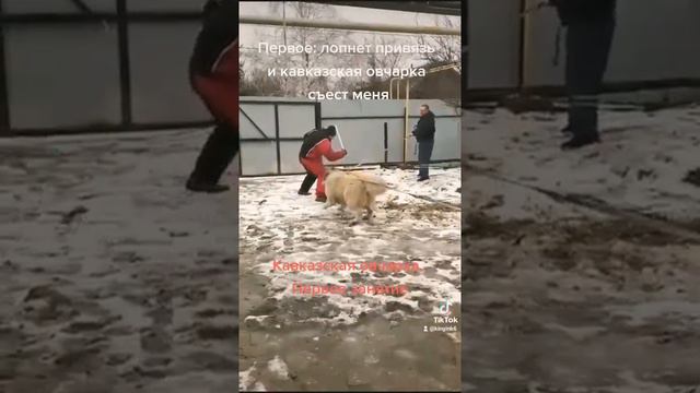 Кавказская овчарка. Пробное занятие по защите территории! смотреть онлайн