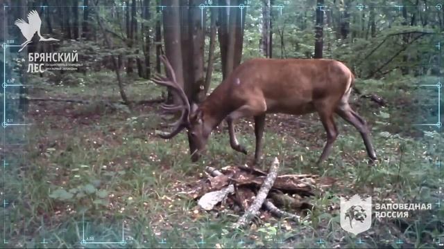 Фотоловушки заповедника "Брянский лес" смотреть онлайн