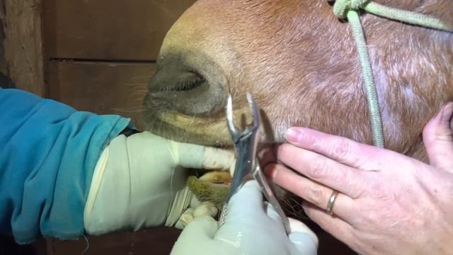 Removing Tartar From An Equine Tooth смотреть онлайн
