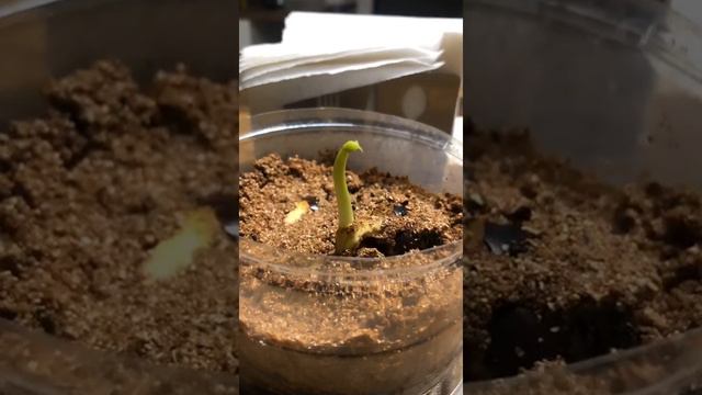 Ускоренное видео 10 часов за 9 секунд - так начинает расти каштан. (This is how a chestnut grows) смотреть онлайн