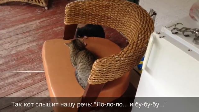 Как наш кот учился говорить по-русски... смотреть онлайн