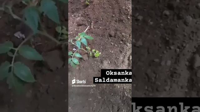 огород и дача, сейчас наша задача🍎🍇🍅 смотреть онлайн