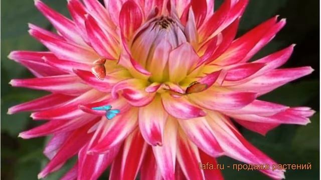 Георгина полукактусовая Электрик Флеш (dahlia) ? обзор: как сажать, луковицы георгины Электрик Флеш смотреть онлайн