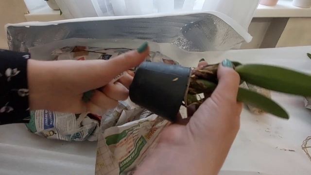 ? Распаковка от 15.05.23. Двух больших ? с разными орхидеями ??? смотреть онлайн