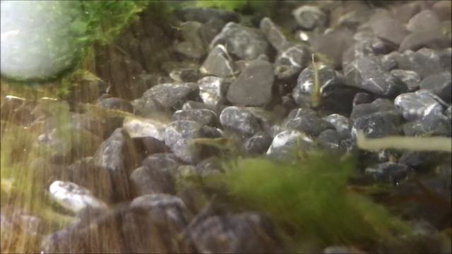 米蝦啃食藻珍寶 смотреть онлайн