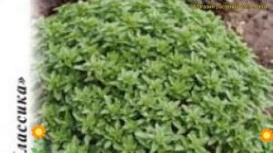 Базилик Гвоздичный аромат (Базилик). Краткий обзор, описание характеристик, где купить семена ocimu