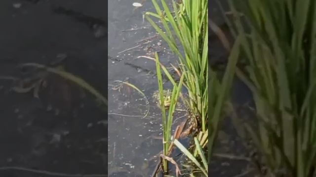 в Патрушах смотреть онлайн