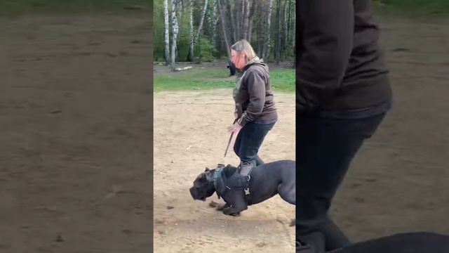 Тор❤️#tttt #cane #canecorso #канекорсо #canecorsoitaliano #канекорсоитальяно смотреть онлайн