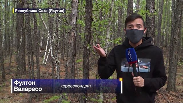 Нашествие гусениц шелкопряда в Якутии Насекомые могут стать причиной экологическог обедствия смотреть онлайн