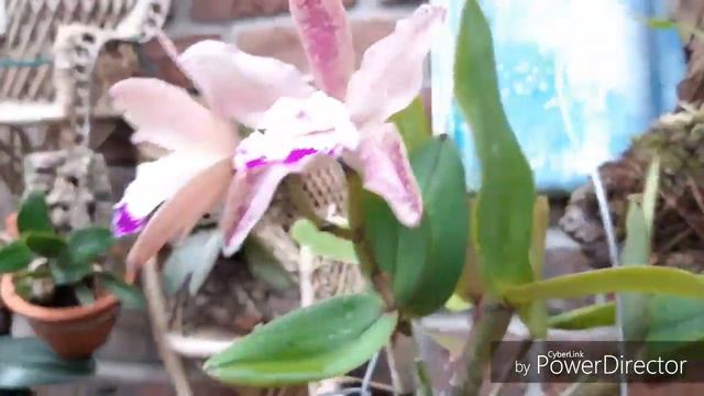 Каттлея- Цветение дебют.
Cattleya (Pittiae × aclandiae) × Sophia Martin. смотреть онлайн