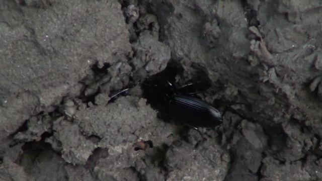 Ground Beetle (Carabidae: Pterostichus) Uncovered смотреть онлайн