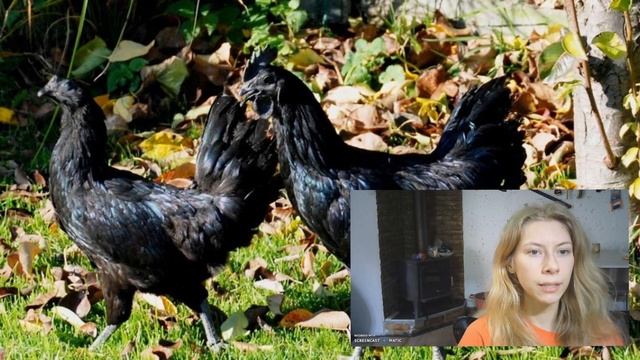 Фермер нашел странные яйца черного цвета – посмотрите, что вылупилось из них... смотреть онлайн