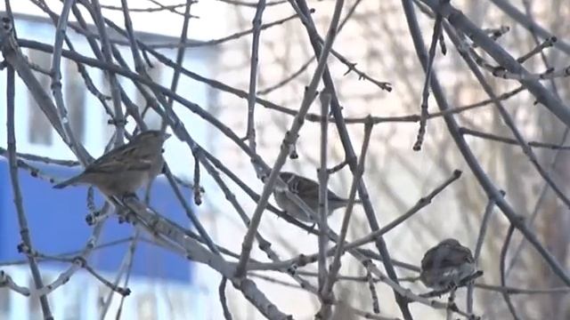 Добрые подарки Деда Мороза смотреть онлайн