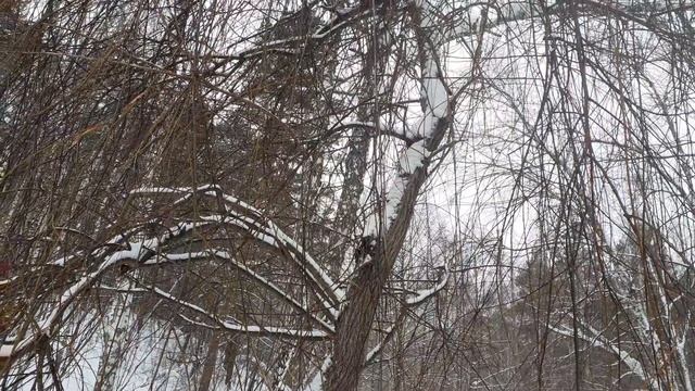 Ива Ледебура и белая плакучая, снег на деревьях. Небольшой обзор. смотреть онлайн