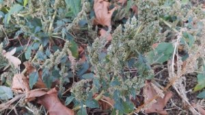 ЩИРИЦА ОБЫКНОВЕННАЯ или ЗАПРОКИНУТАЯ !!!