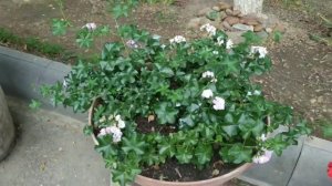 пеларгония ампельная (плющелистная)