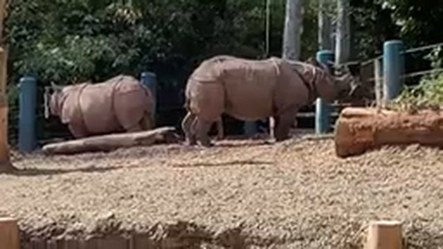 Woodland Park Zoo's Brown Bears Kill & Eat Duckling - 04/28/2023 смотреть онлайн