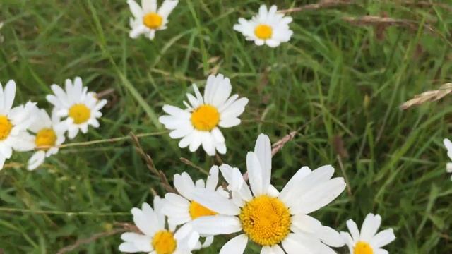 Kalimeris incisa 'Madiva' Blooming In Garden #kalimeris #incisa #madiva #gardening #flowers смотреть онлайн