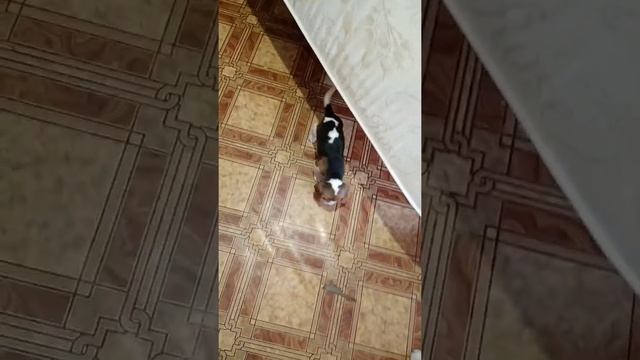 03.06.2021, детишки "Э"- помета приехали на актировку в город смотреть онлайн