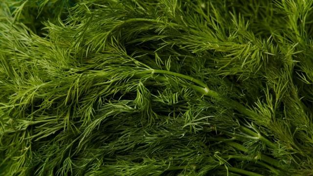 От этой подкормки укроп никогда не пожелтеет и вырастет пышным ! смотреть онлайн