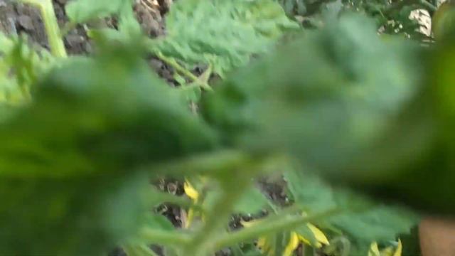 Tomate Purple Calabash