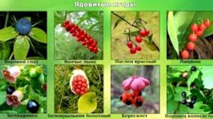 Детям о ядовитых растениях . Помощь при отравлении ядовитыми растениями