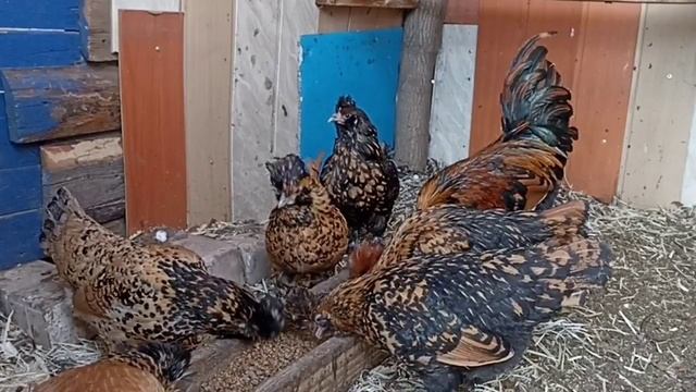 кормление кур несушек пшеницей за пареной в дрожжах. смотреть онлайн