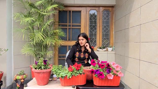 ALL ABOUT PETUNIA FLOWER🌸!!!  -By PHULWARI🌷