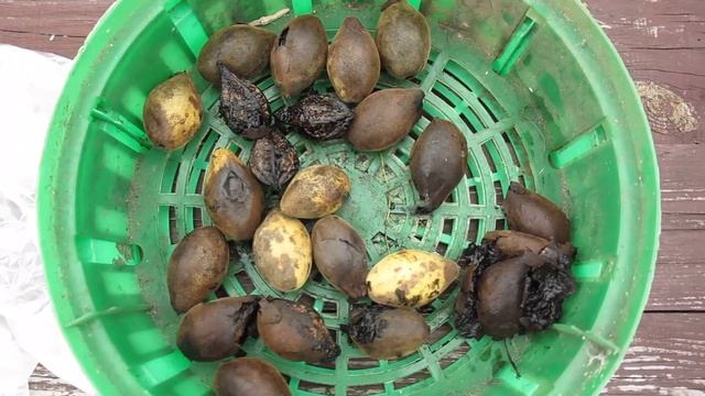 Подмосковные маньчжурские орехи