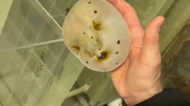 Аротрон надулся ))) смотреть онлайн