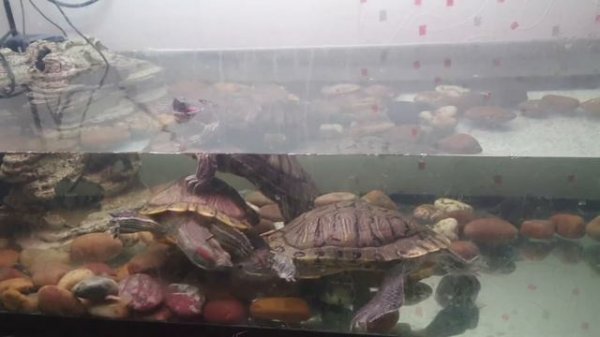 красноухие черепахи дома