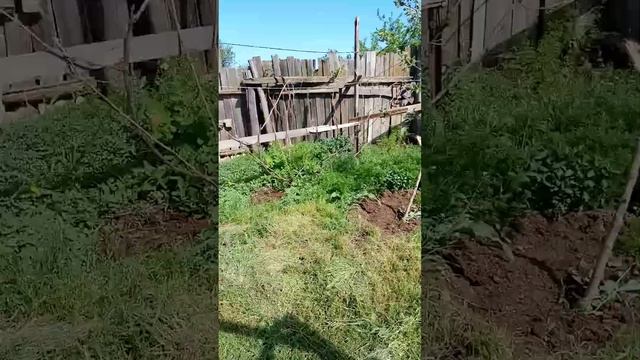 Бабочки шоколадницы.28.04.24 смотреть онлайн