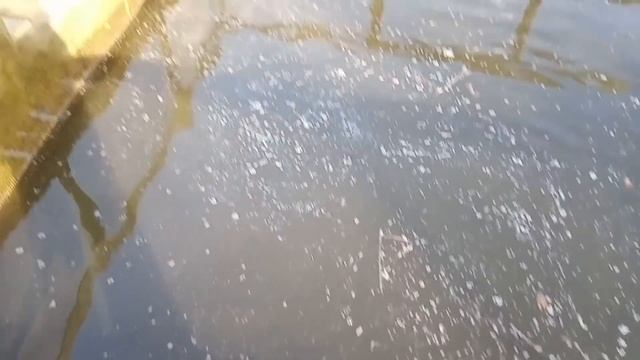 Зарыбление пруда африканским сомом 05,05,2019 смотреть онлайн