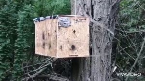 Третий рой,проверка и установка ловушек. роеловство.#пчеловодство#