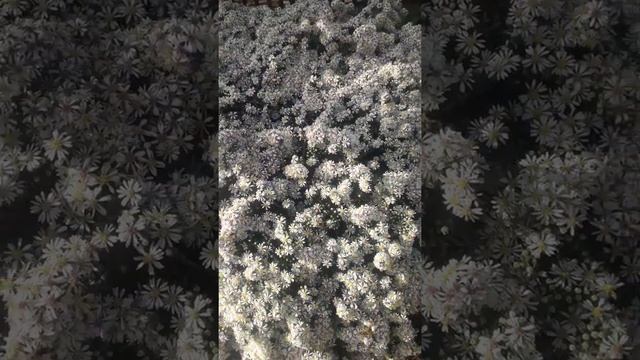 Айстра вересковидная 2020 смотреть онлайн