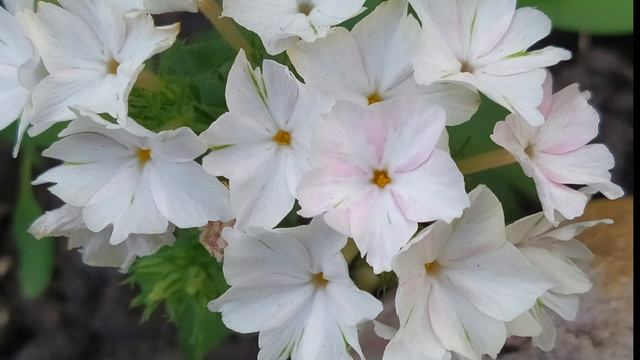 5 августа. ТРОФИМОВ ДЕНЬ. Придет взаимная любовь, если...Народные приметы. Поверья смотреть онлайн