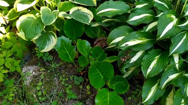 Про сад | Хосты смотреть онлайн