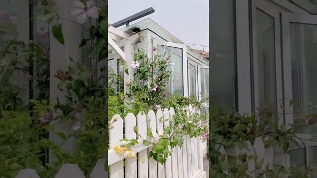 The best clematis utopia is about to burst into full bloom смотреть онлайн