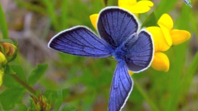 Mark O'Connor's 'Butterfly's Day Out' featuring Yo-Yo Ma - Edgar Meyer смотреть онлайн