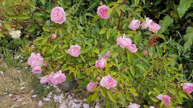 silas marner David Austin roses 1 year later update смотреть онлайн