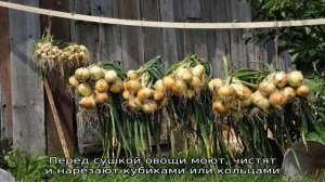 Лучшие советы: как правильно сушить лук после уборки с грядки