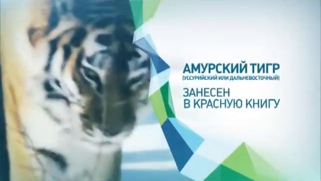 Хабаровский край: Амурский тигр смотреть онлайн